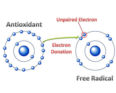 The antioxidants 